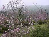 Magnolias a Cholipo - Coree du sud