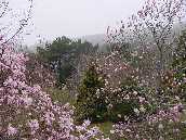 Parc botanique de Cholipo